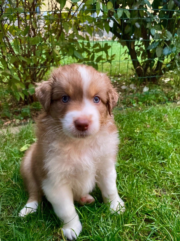 Amazing - Chiots disponibles - Berger Australien