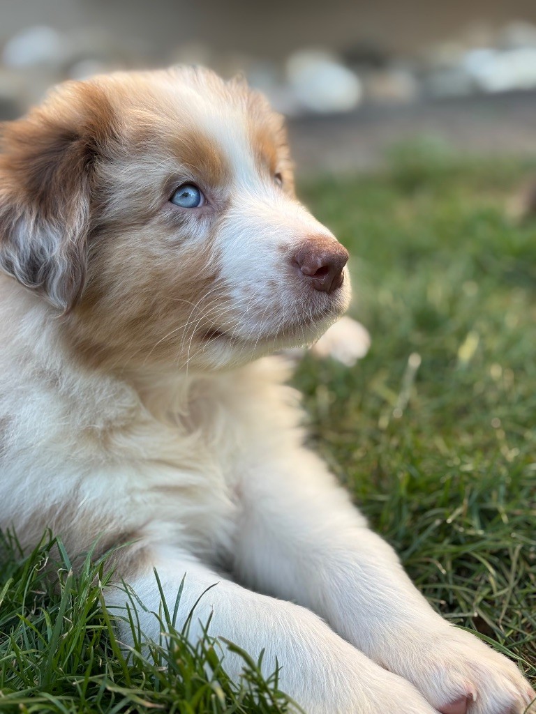 Amazing - Chiots disponibles - Berger Australien