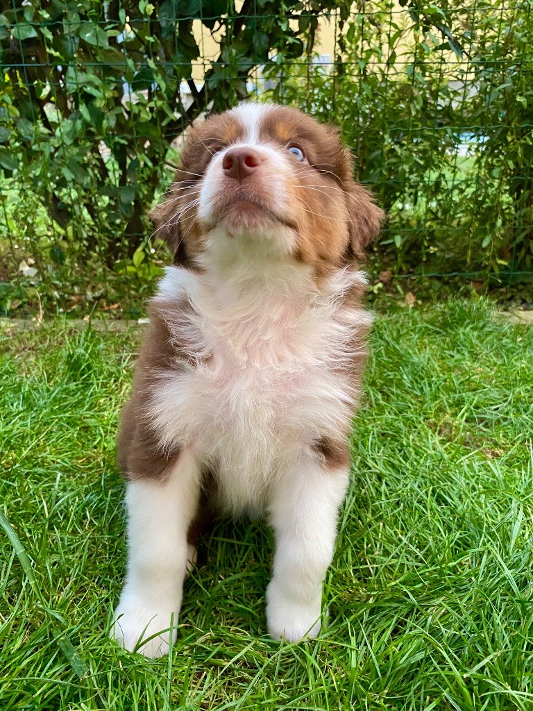 Amazing - Chiots disponibles - Berger Australien