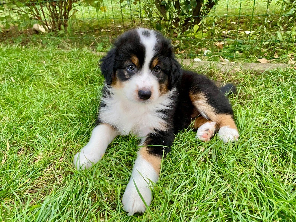 Amazing - Chiots disponibles - Berger Australien