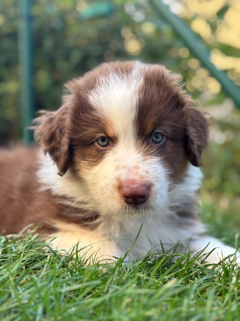 Amazing - Chiots disponibles - Berger Australien