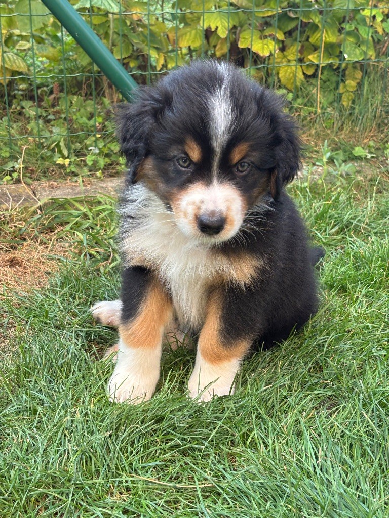 Amazing - Chiots disponibles - Berger Australien