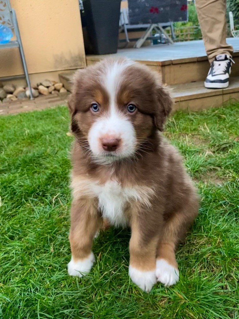 Amazing - Chiots disponibles - Berger Australien